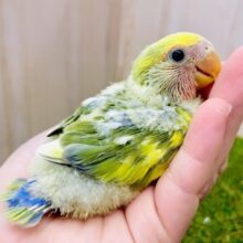 ″”ぐうかわ″”えとせとら🎀💛えとせとら…🎀🧡🫶　コザクラインコ　タイガーチェリー
