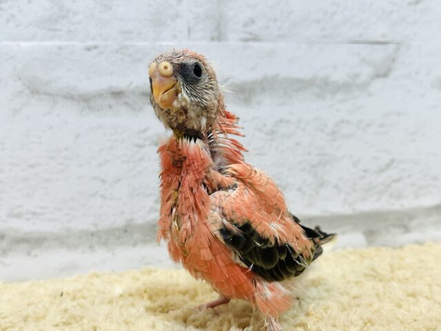 アキクサインコ（秋草インコ）