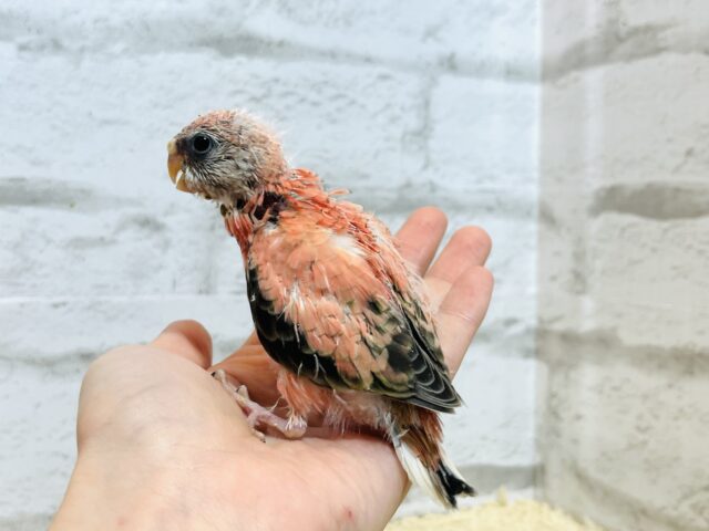 アキクサインコ（秋草インコ）