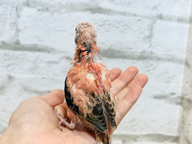 アキクサインコ（秋草インコ）