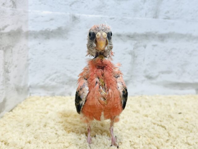 アキクサインコ（秋草インコ）