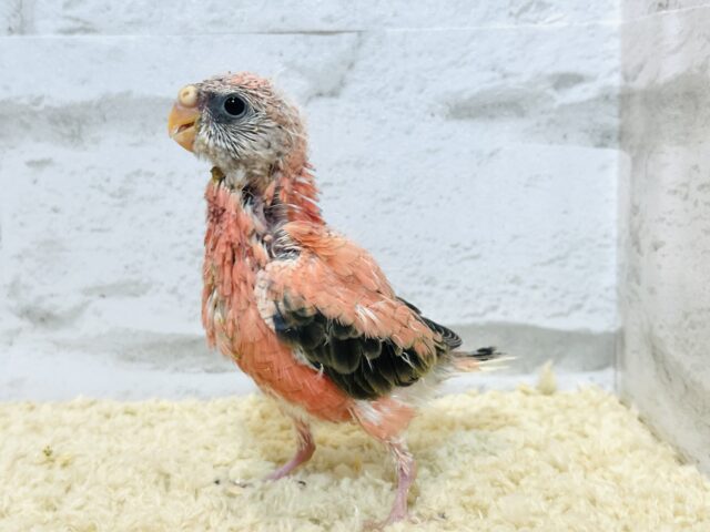 アキクサインコ（秋草インコ）