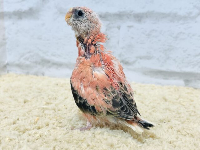 アキクサインコ（秋草インコ）