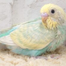 アイドル見つけた♡セキセイインコ(パステルカラーレインボー) ヒナ