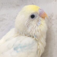 ふわり🫧優しいレモネード🍋セキセイインコ(パステルカラーレインボーパイド) ヒナ