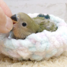 鳥界の甘えんぼ王！？👑 ̖́-‬コザクラインコ(ノーマル) ヒナ