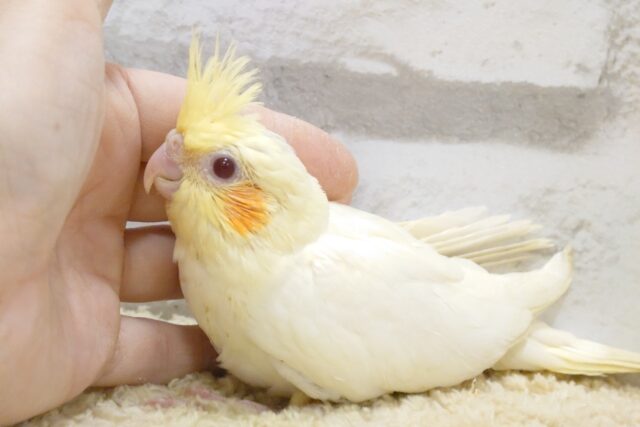 オカメインコ