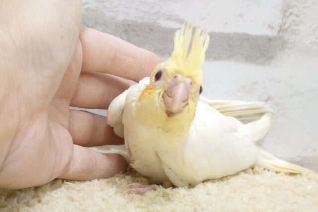 オカメインコ