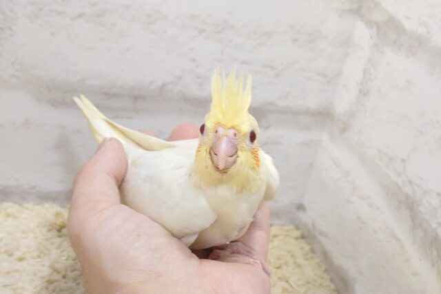 オカメインコ