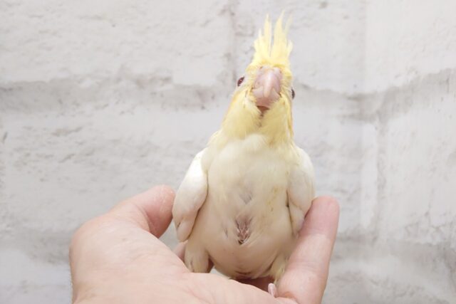 オカメインコ