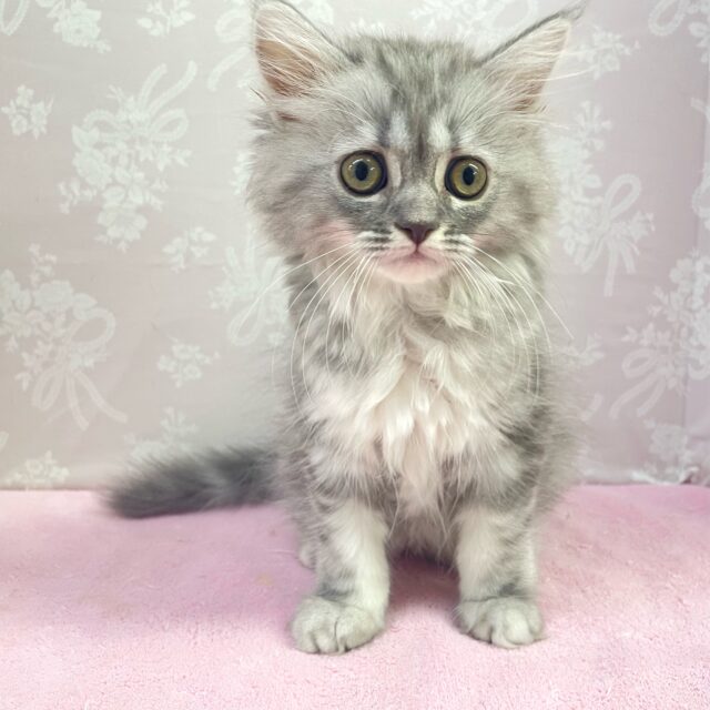 🐈最新画像💖にゃイドル💖サイベリアン🩵🩶(ブルーシルバークラシックタビー)女の子2024年4月12日生まれ サイベリアン