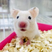 🎀🎀クリーミーましゅまろは甘い夢の中〜☁️☁️🤔💓　カラーハムスター　クリームバンデット　男の子