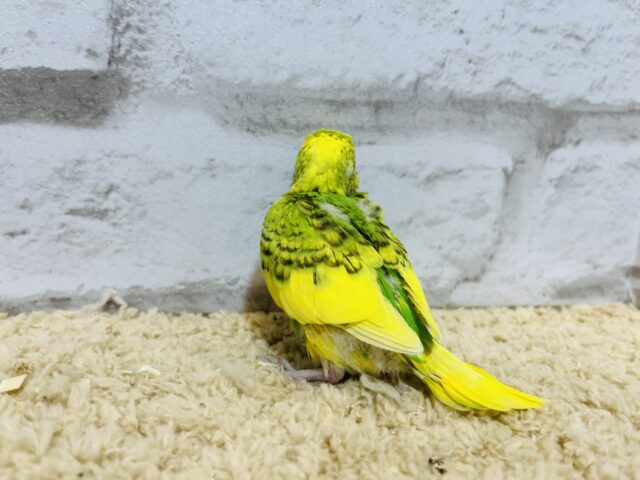 セキセイインコ