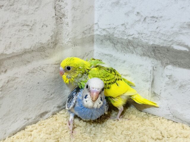 セキセイインコ