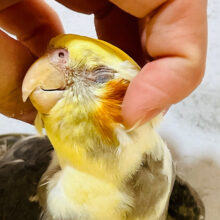 【動画更新🪄】揉みほぐされて幸せ〜♡オカメインコ(パイド)