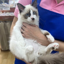 遊ぼう❣️ラグドールの男のコきました✨️