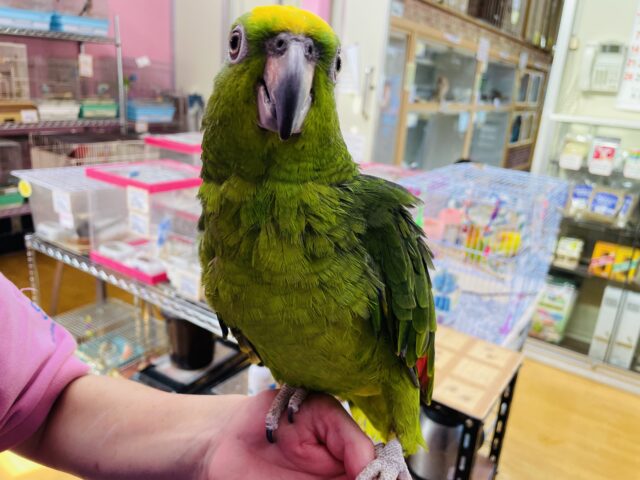 キビタイボウシインコ