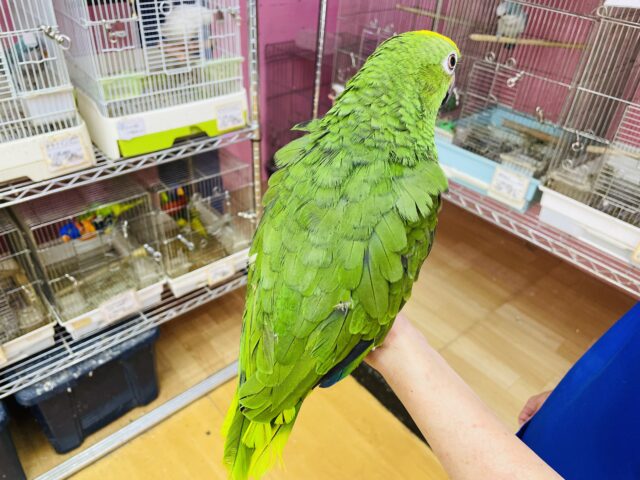 キビタイボウシインコ