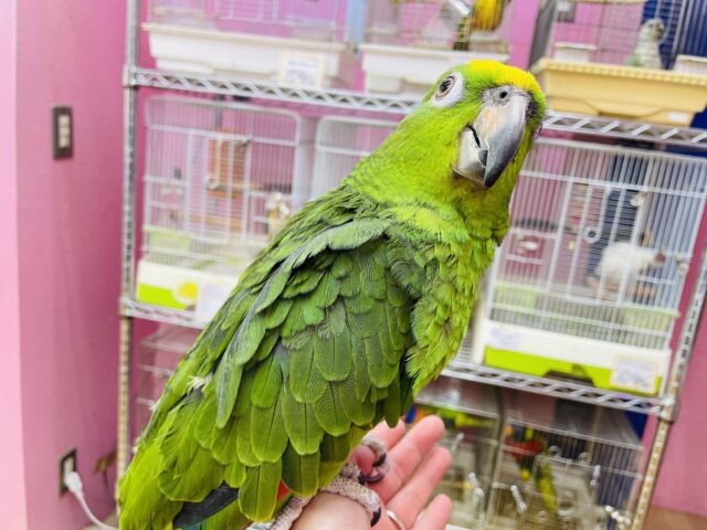 キビタイボウシインコ