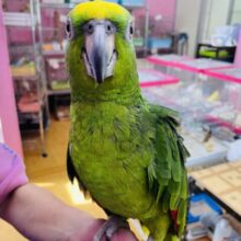 最新画像あり‼️おしゃべり大好きな甘えん坊さん💕キビタイボウシインコ！