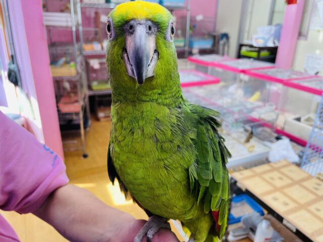 最新画像あり‼️おしゃべり大好きな甘えん坊さん💕キビタイボウシインコ！