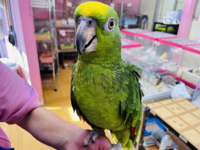 キビタイボウシインコ