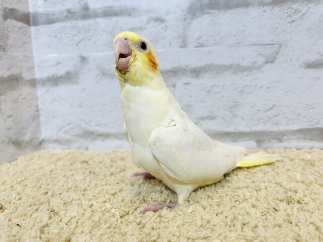 オカメインコ