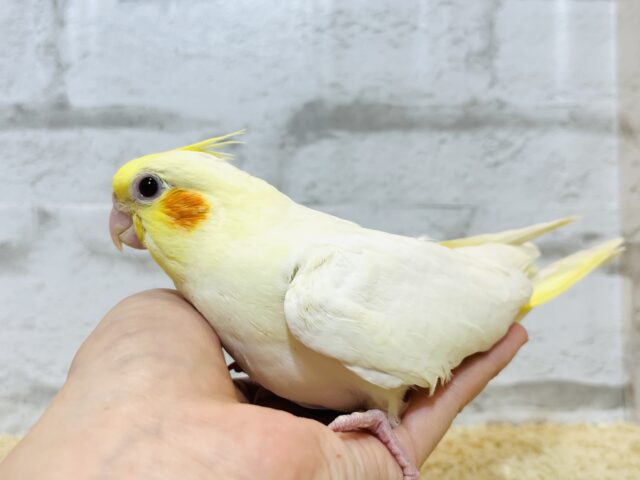 オカメインコ