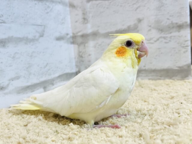 オカメインコ