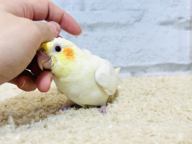 オカメインコ