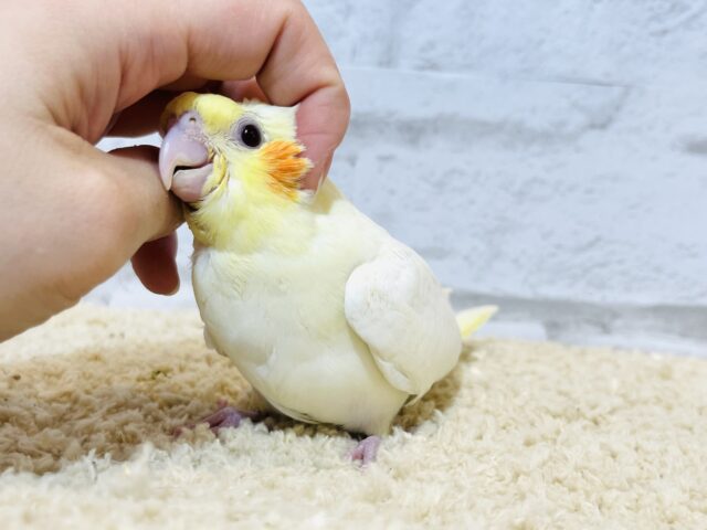 オカメインコ