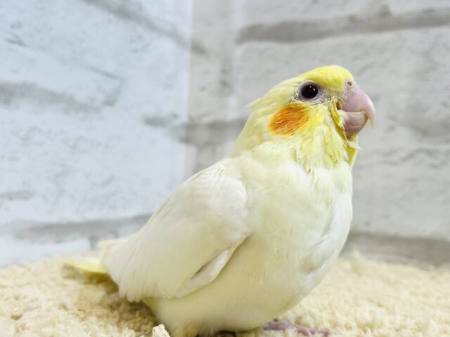 オカメインコ