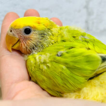 おっとり♪まったり♪コザクラインコ(オパーリンタイガー) ヒナ