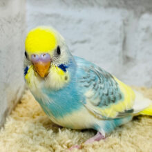 大人の階段の〜ぼる〜〜♪セキセイインコ(パステルレインボーパイド) ヒナ