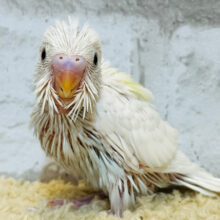 食欲旺盛‪☆元気印‪☆‪☆セキセイインコ(ダブルファクター) ヒナ