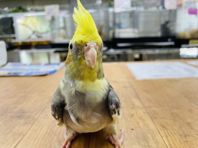 オカメインコ