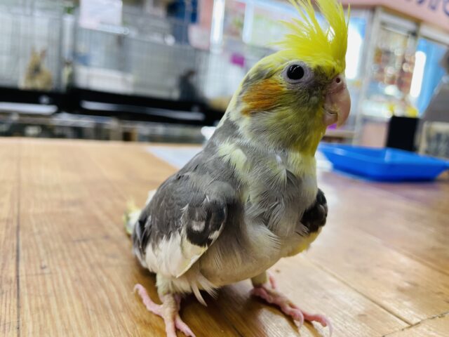 オカメインコ