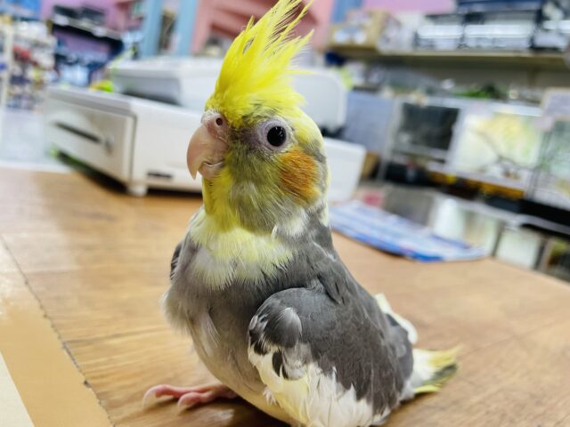 オカメインコ