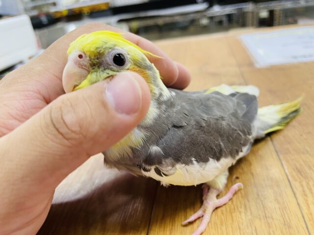 オカメインコ