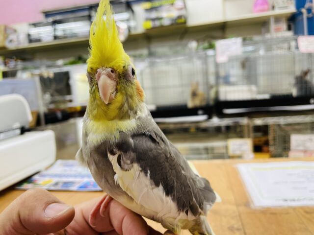 オカメインコ