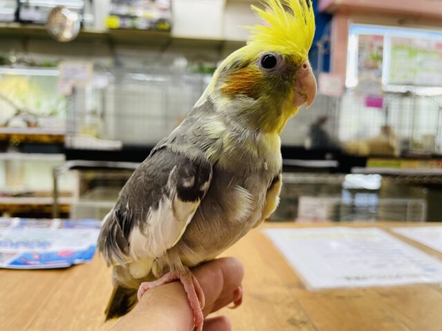 オカメインコ