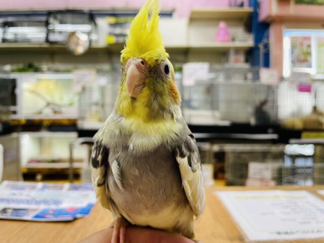 最新画像あります⭐️ヒナ餌卒業🎓立派な王冠ステキでしょ‼️オカメインコ（パイド）