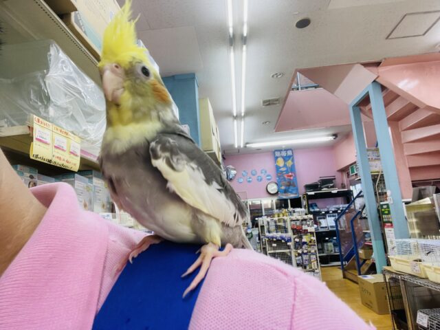 オカメインコ