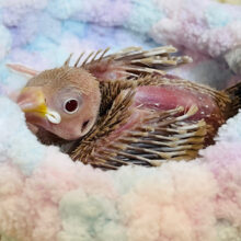 瞳の先に映るものは。。。シナモン文鳥 ヒナ