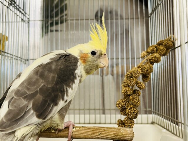 オカメインコ