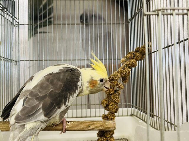 オカメインコ