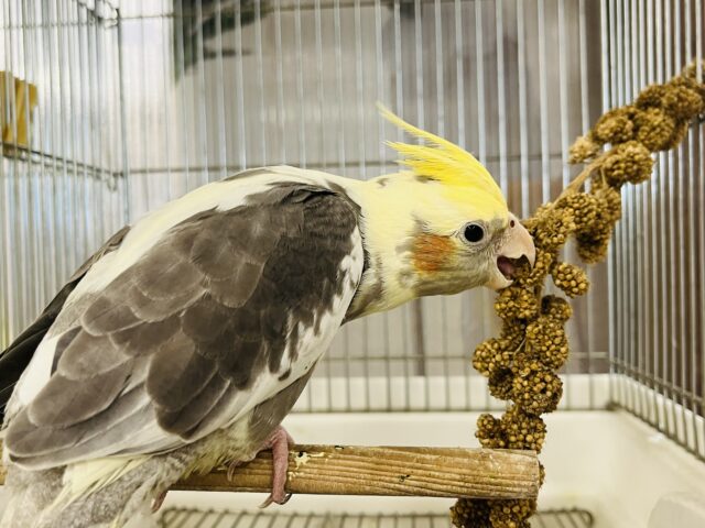 オカメインコ