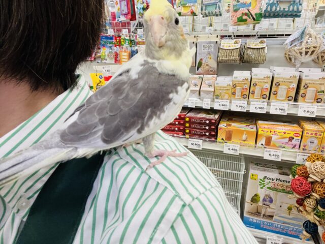 オカメインコ