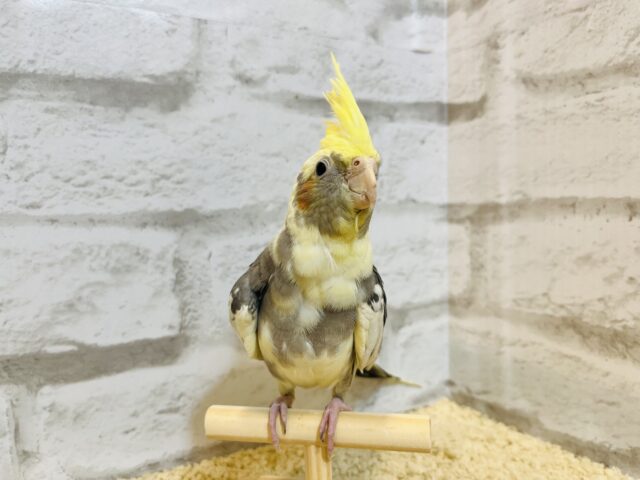 オカメインコ