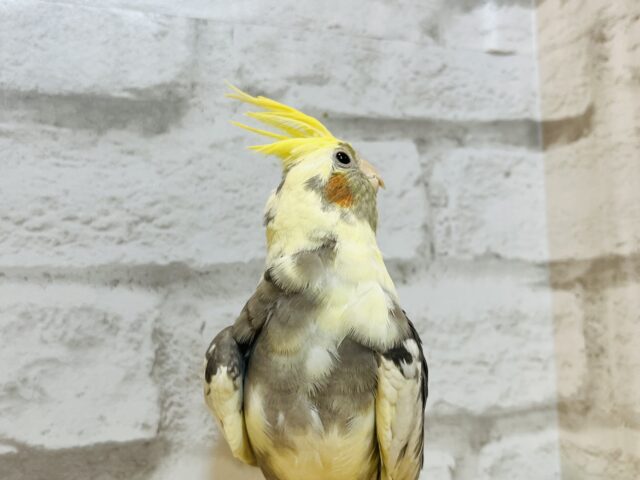 オカメインコ